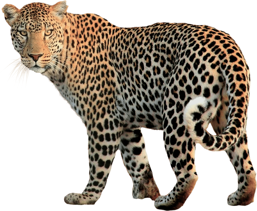 Real Animals messages sticker-11