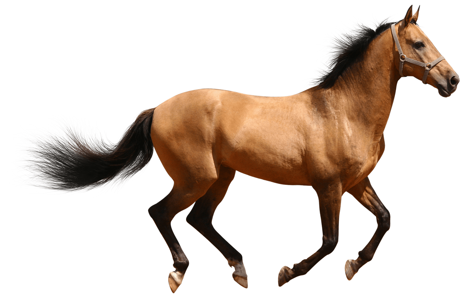 Real Animals messages sticker-7