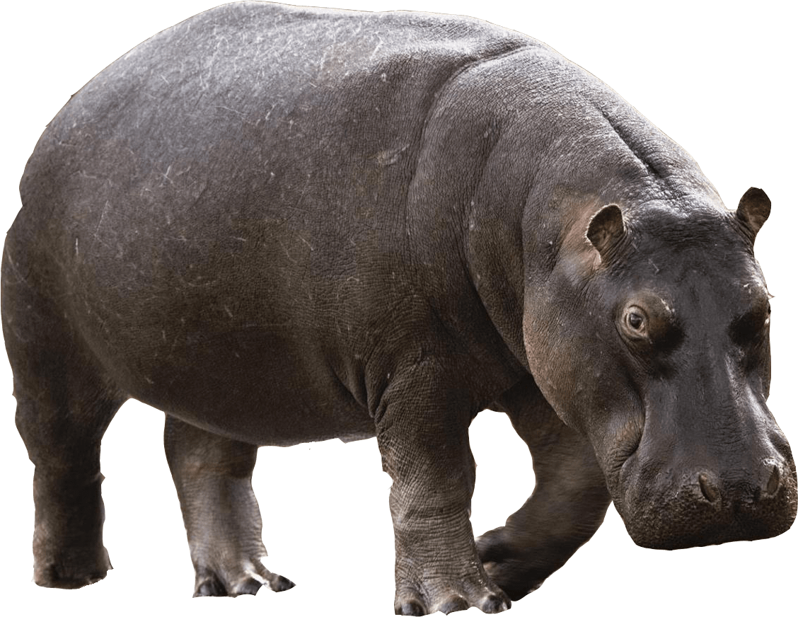 Real Animals messages sticker-4