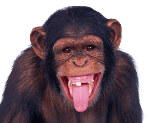 Real Animals messages sticker-1