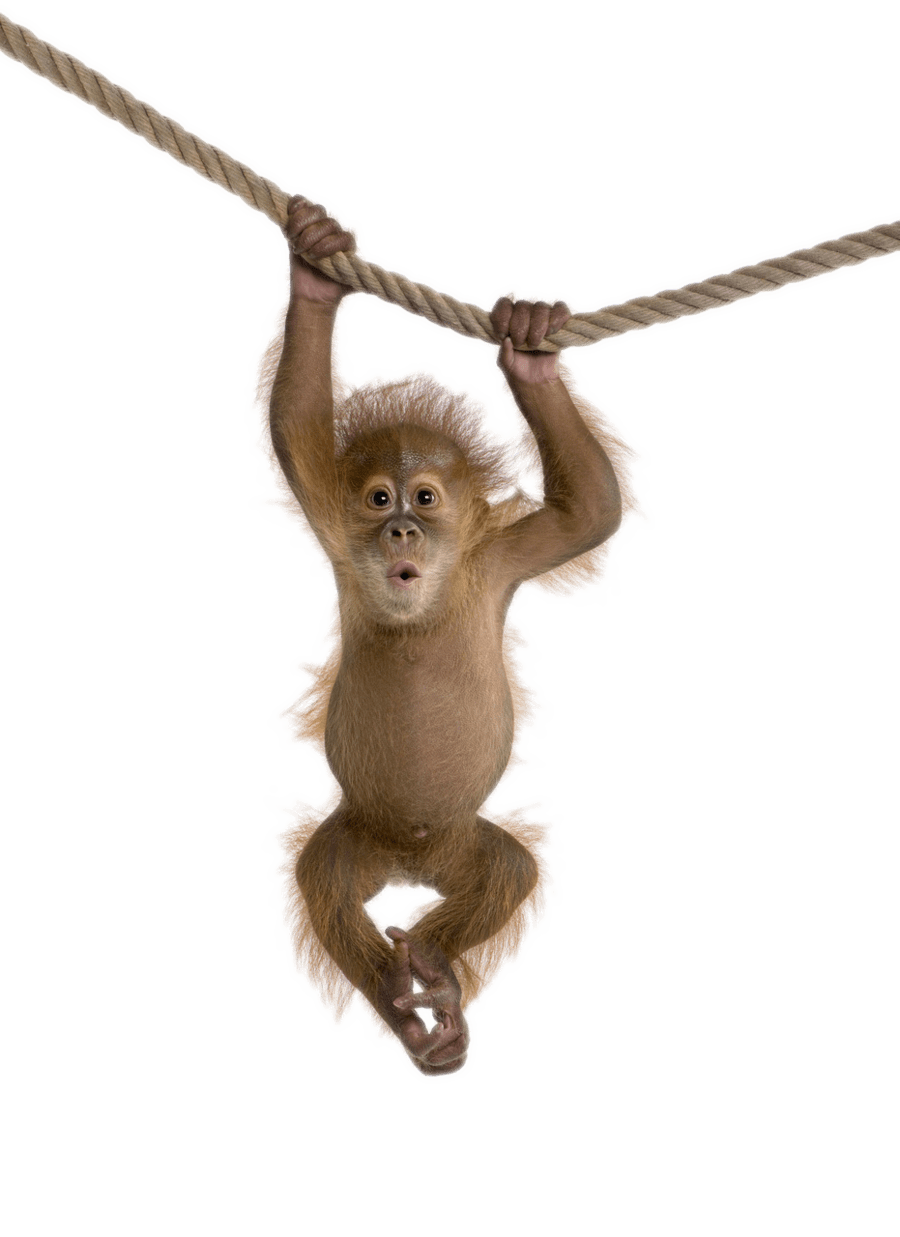 Real Animals messages sticker-2