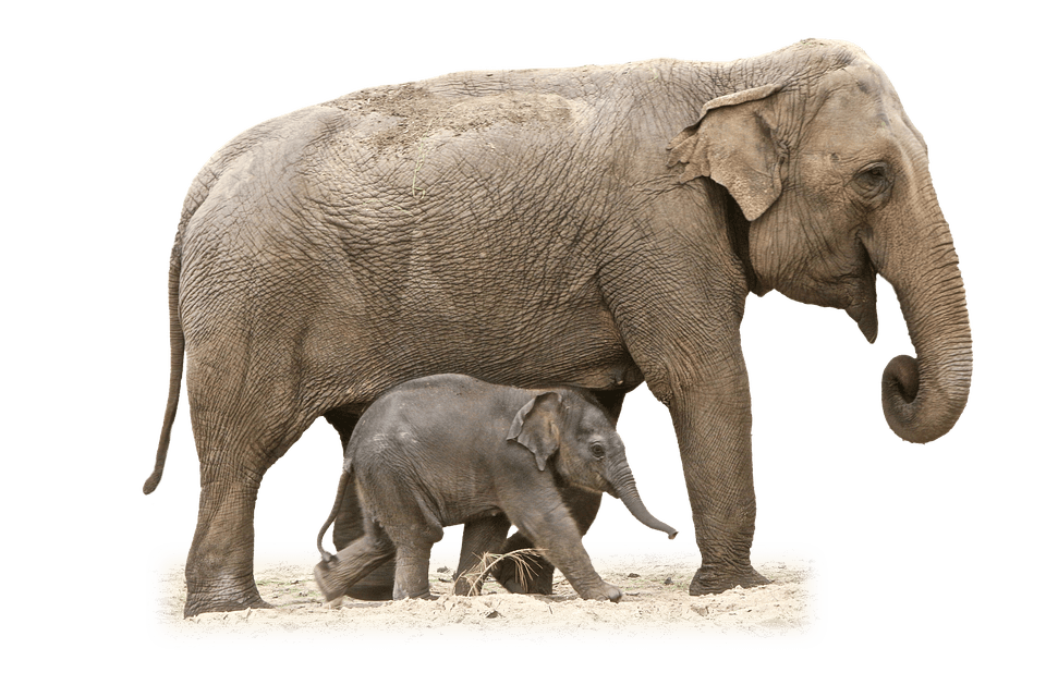 Real Animals messages sticker-5