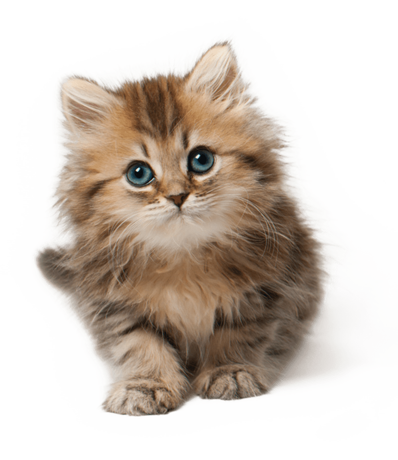 Real Animals messages sticker-0