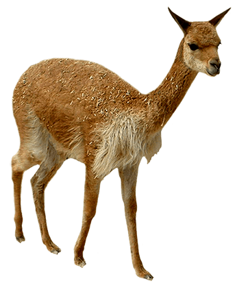 Real Animals messages sticker-10