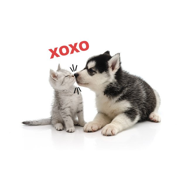 Rescue Petmoji messages sticker-10