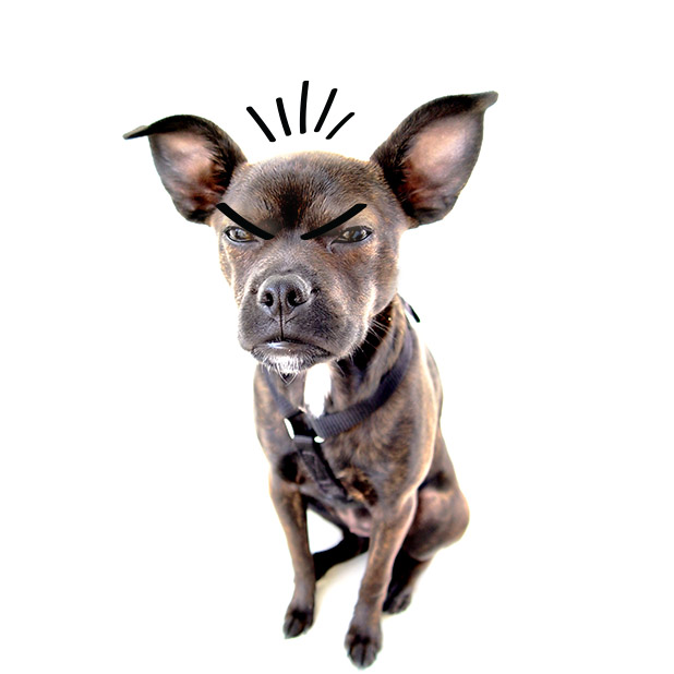 Rescue Petmoji messages sticker-0