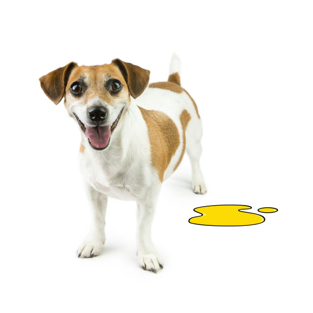 Rescue Petmoji messages sticker-7