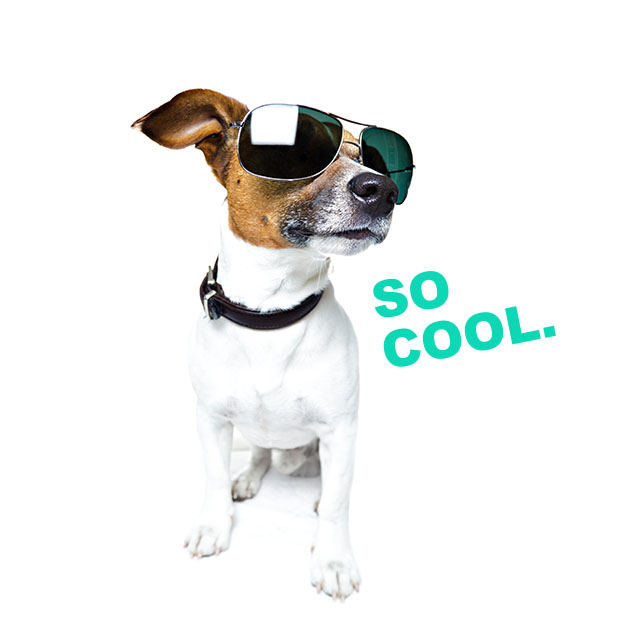Rescue Petmoji messages sticker-5