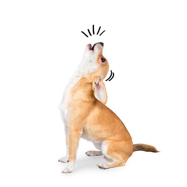 Rescue Petmoji messages sticker-9