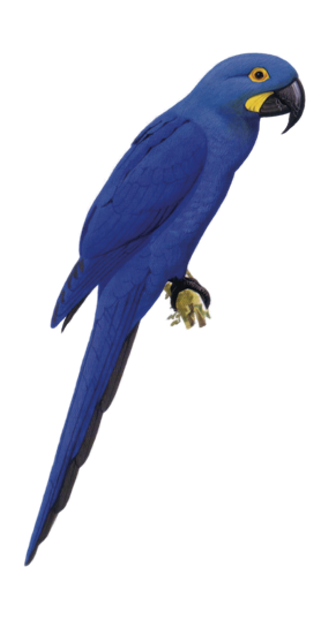 Macaw Stickerpack messages sticker-5