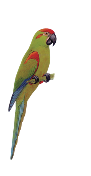 Macaw Stickerpack messages sticker-7