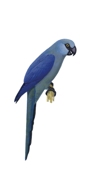 Macaw Stickerpack messages sticker-9