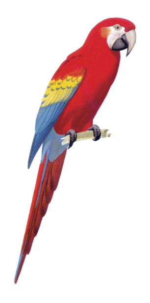 Macaw Stickerpack messages sticker-8