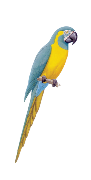 Macaw Stickerpack messages sticker-1