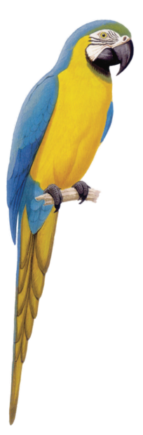 Macaw Stickerpack messages sticker-0