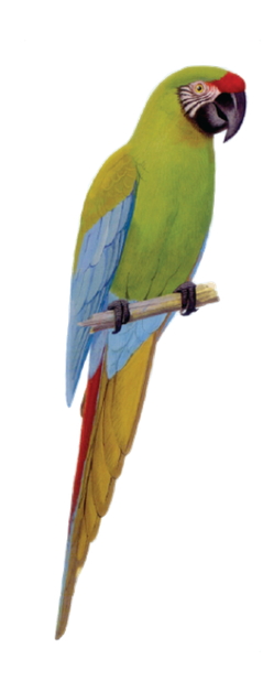 Macaw Stickerpack messages sticker-6