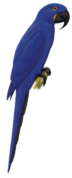 Macaw Stickerpack messages sticker-4