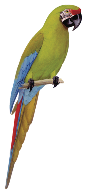 Macaw Stickerpack messages sticker-2
