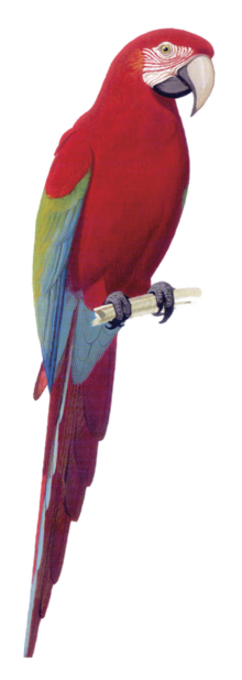 Macaw Stickerpack messages sticker-3