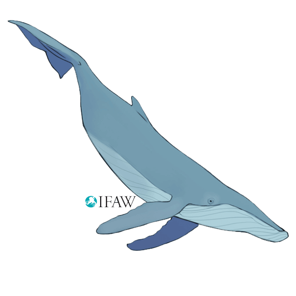 IFAWmojis Australia messages sticker-10