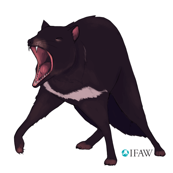 IFAWmojis Australia messages sticker-7
