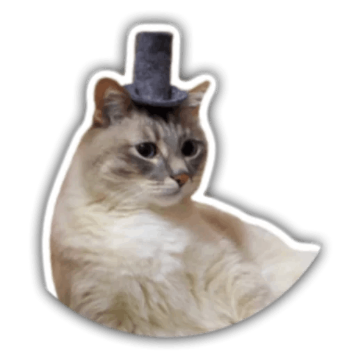 The hummy cat messages sticker-8