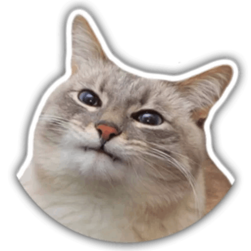 The hummy cat messages sticker-0
