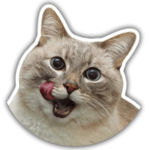 The hummy cat messages sticker-1