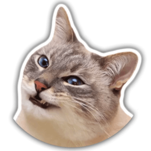 The hummy cat messages sticker-6