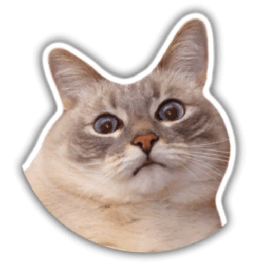 The hummy cat messages sticker-3