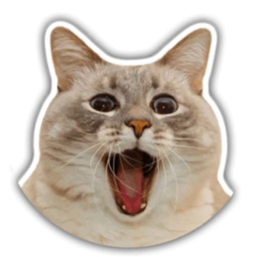 The hummy cat messages sticker-4