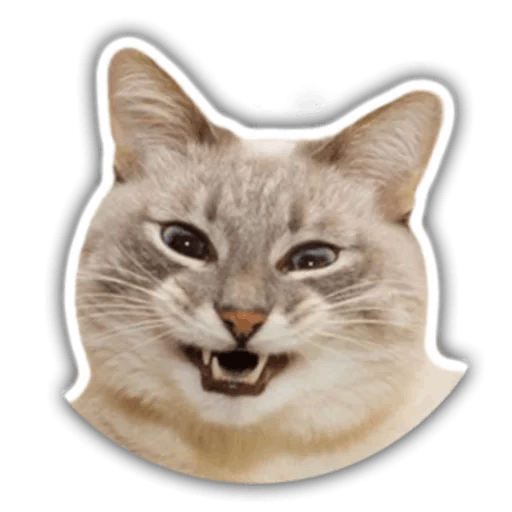 The hummy cat messages sticker-10
