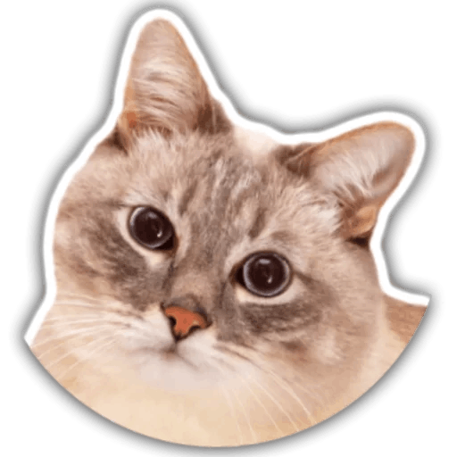 The hummy cat messages sticker-9