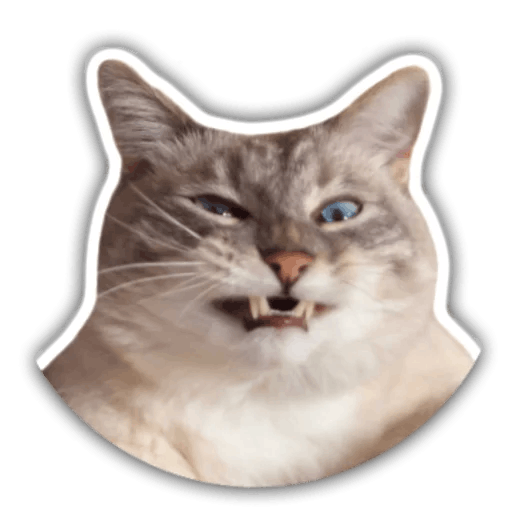 The hummy cat messages sticker-2