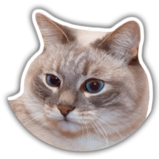The hummy cat messages sticker-7