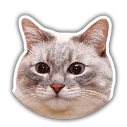 The hummy cat messages sticker-11