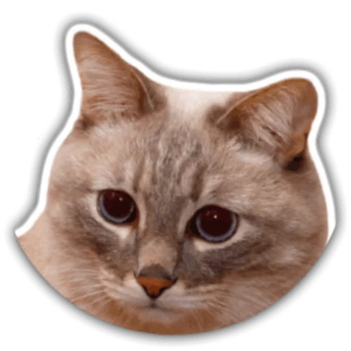 The hummy cat messages sticker-5