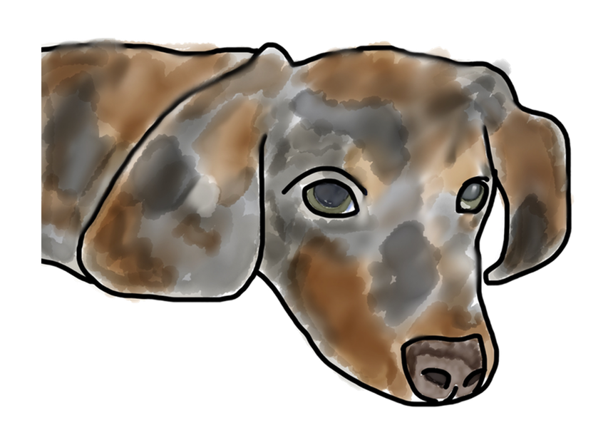 Adorable Dachshund Stickers messages sticker-11