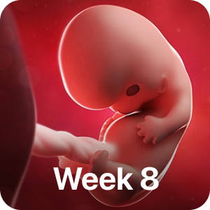 PregBuddy - Pregnancy App messages sticker-4