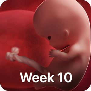 PregBuddy - Pregnancy App messages sticker-6