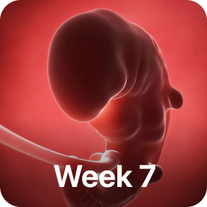 PregBuddy - Pregnancy App messages sticker-3