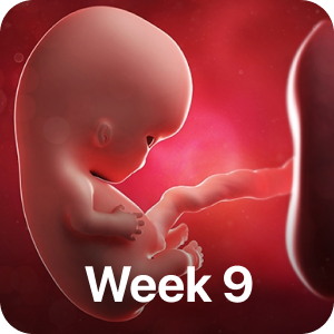 PregBuddy - Pregnancy App messages sticker-5