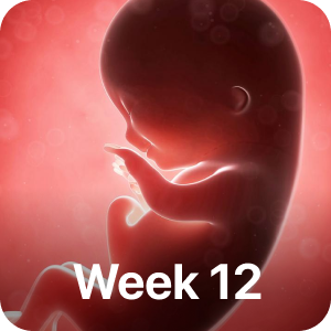 PregBuddy - Pregnancy App messages sticker-8