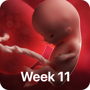 PregBuddy - Pregnancy App messages sticker-7