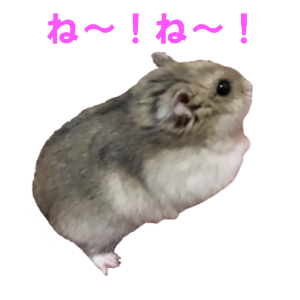 Cute Djungarian messages sticker-4