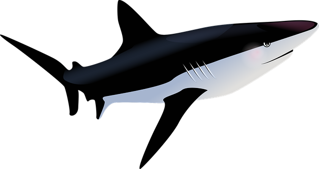 Shark Stickers - 2018 messages sticker-0