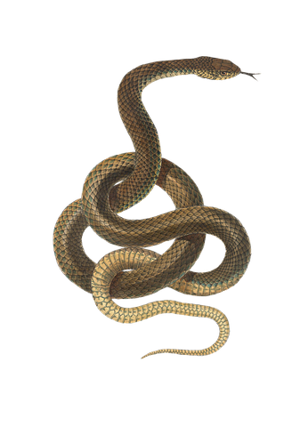 Snake Stickers - 2018 messages sticker-1