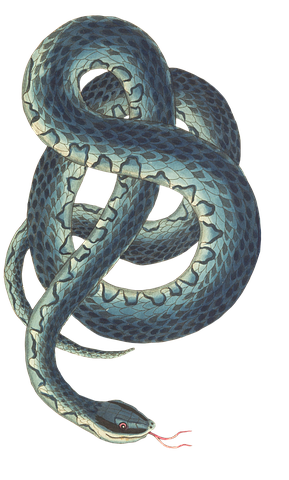 Snake Stickers - 2018 messages sticker-0