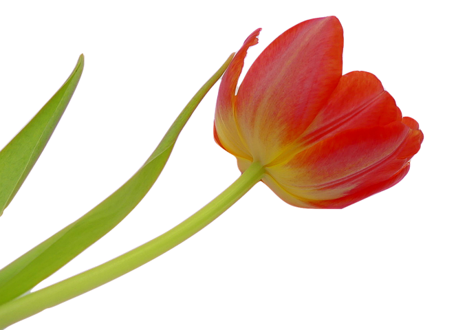 Spring Stickers - 2018 messages sticker-4