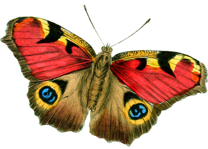 Butterfly Stickers - 2018 messages sticker-7